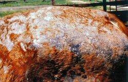 Severe Horse Bacterial Skin infection