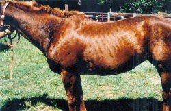 Horse Skin Infection after Banixx