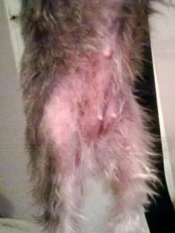 dog skin yeast infection pictures