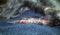Dog Tail Skin Infection, before treatment with Banixx