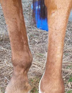 equine keratosis treated with Banixx shampoo