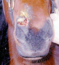Horse with deep laceration to nostril - BEFORE Banixx - Day of Injury