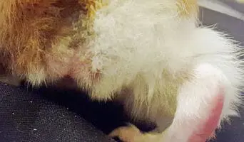 guinea pig skin infection after Banixx