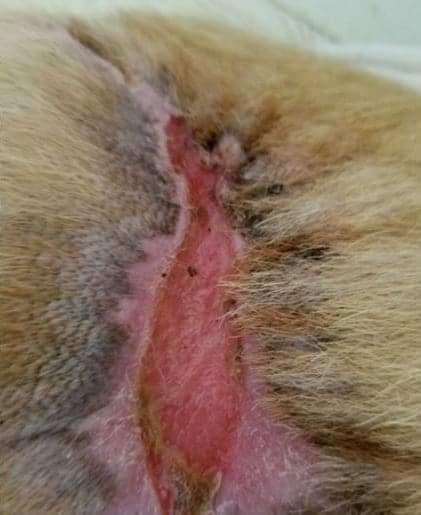 Dog Wound One month using Banixx