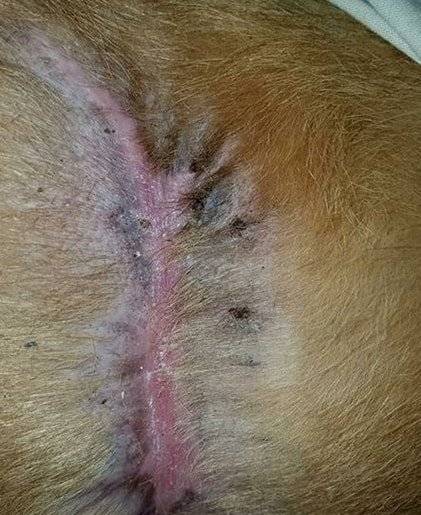Dog Wound Two months using Banixx