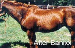 Horse Rain Rot After Banixx