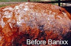 Horse Rain Rot Before Banixx