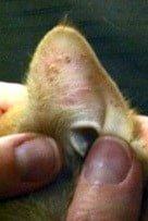 pictures of Ringworm on a cat