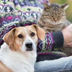 cat dog ringworm treatment