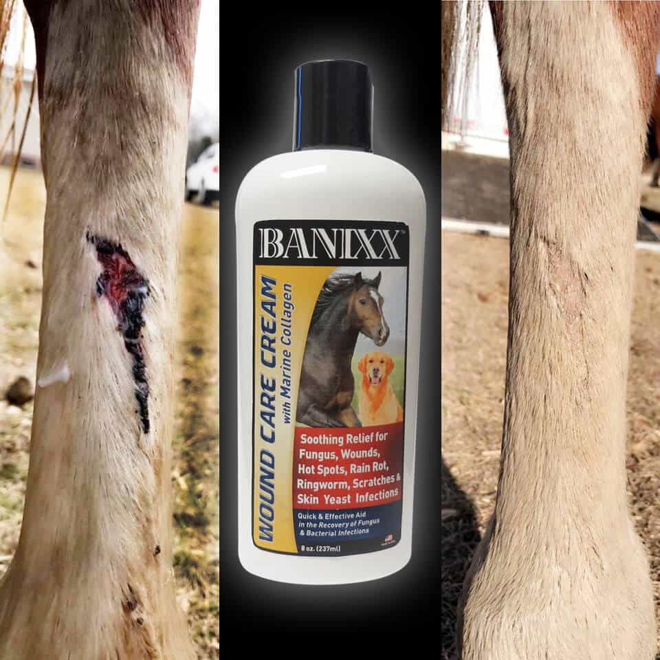 Horse wound healed with Banixx.
