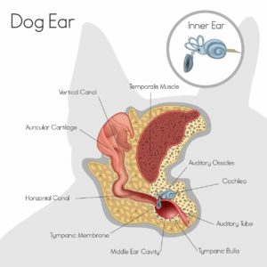 best dog ear picture