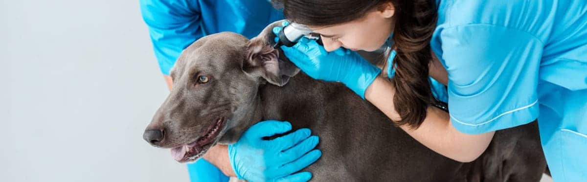best dog ear cleaner prescribed by veterinarians