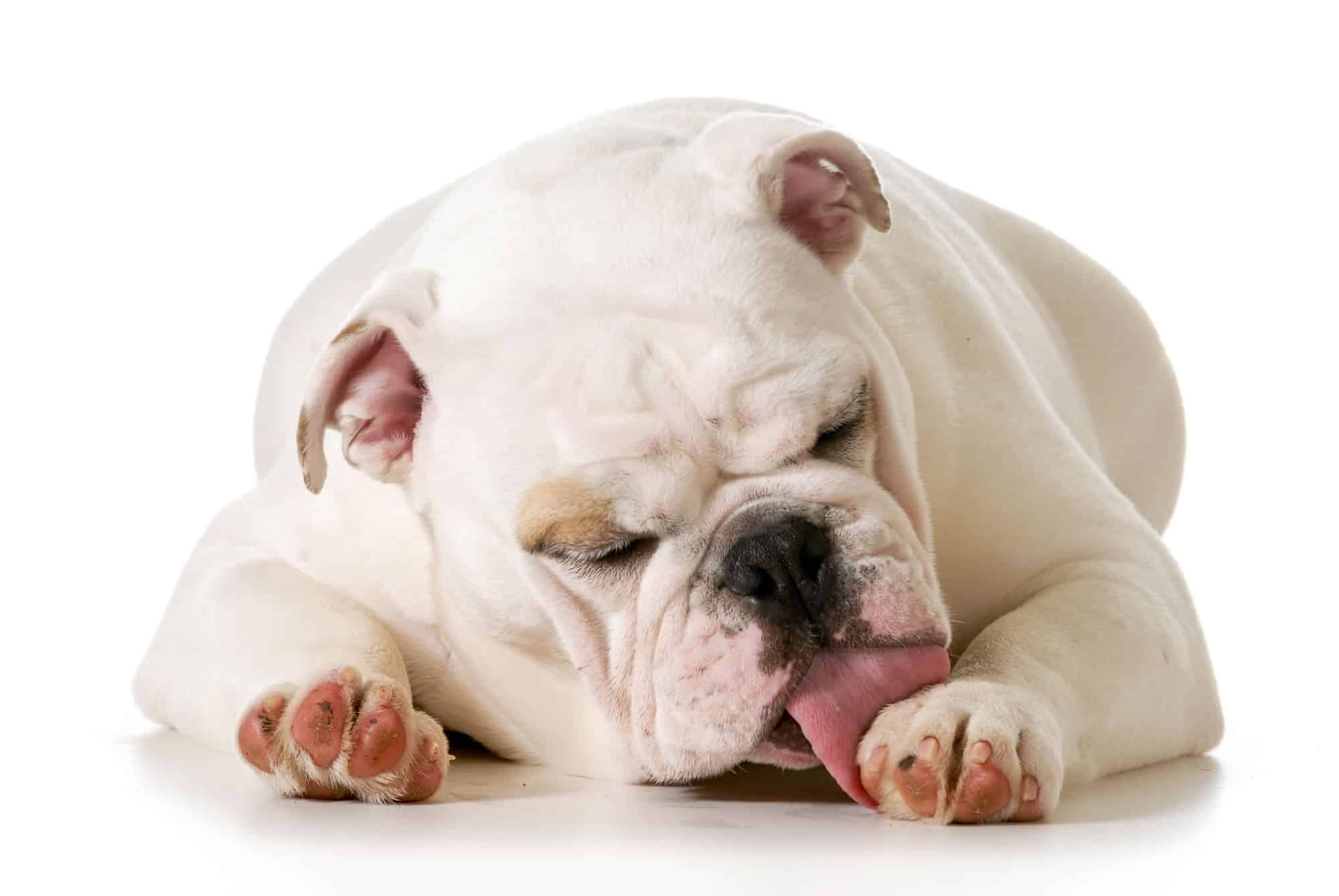 Hydrogen Peroxide For Dog Hot Spots -Treatment Options- Banixx