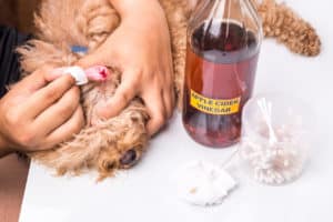Apple Cider Vinegar For Dogs Ears