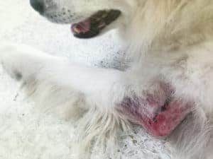do not put neospsorin on your dog