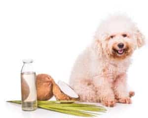 using coconut oil to treat a dog hot spot