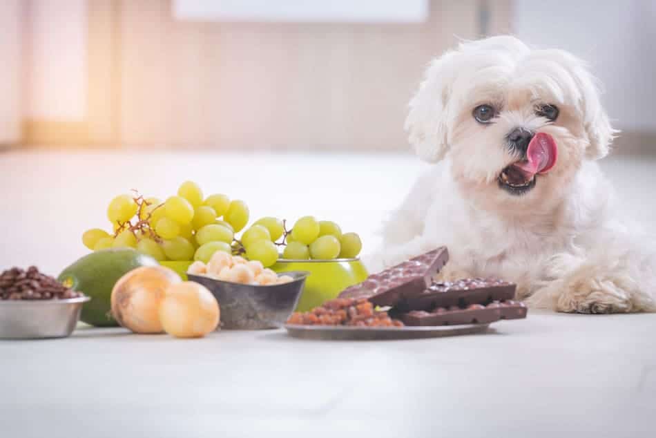 don't let your dog eat grapes