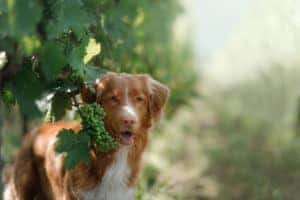 dog next to some grapes