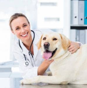 human medicine to pets
