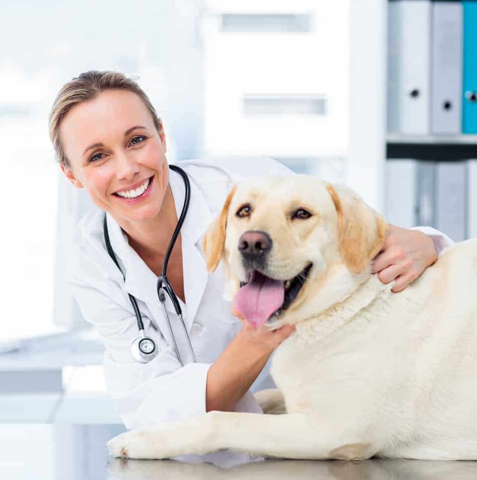 veterinarian care for hot spots