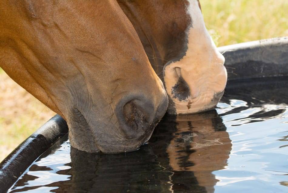 two horses drinking water