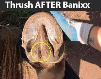 horse thrush treated with Banixx