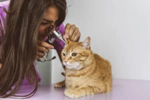veterinarian looking at cat ear infection