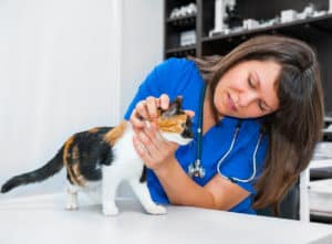 quarantine cat with ringworm