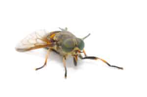 botfly aka horsefly