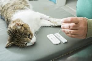 veterinarian giving a cat a blood test due to blood in cat stool