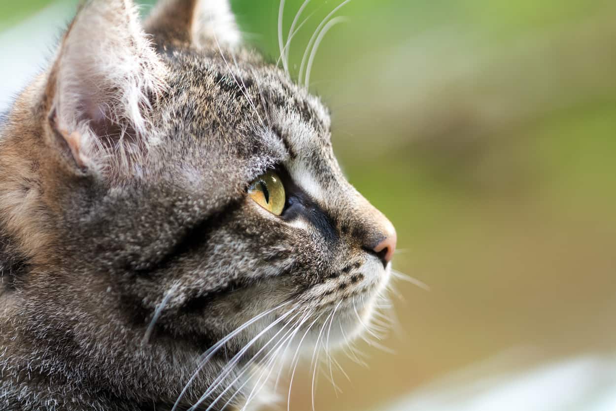 Will A Cat Ear Hematoma Go Away On Its Own? Banixx