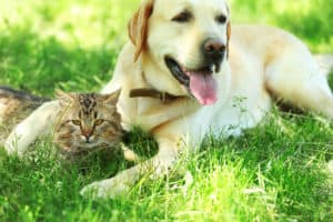 cat and dog meds