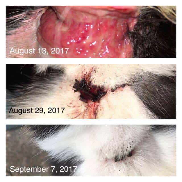 Cat Injury treatment