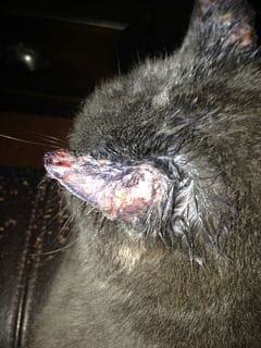 cat ear and skin infection