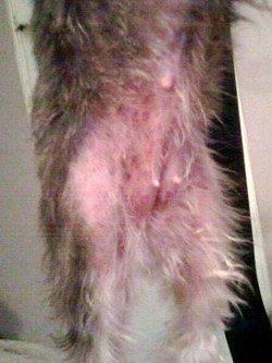 dog skin yeast infection