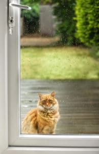 cat in rain