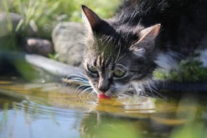 cat drinks water