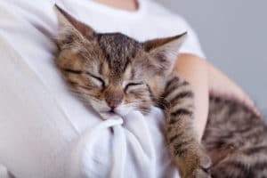 ear infections in cats