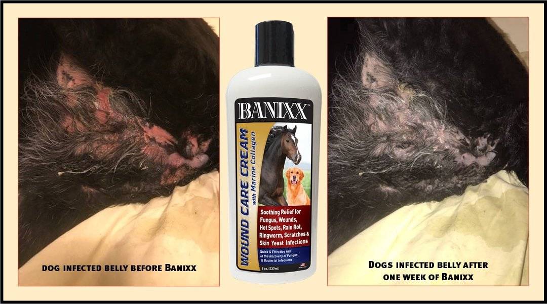 banixx wound care cream for hot spot on dog