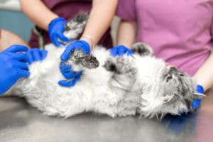 cat veterinarian bladder
