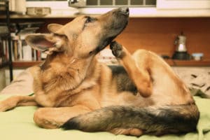 treating seborrhea in dogs