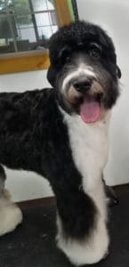 Doodle dog after he was groomed