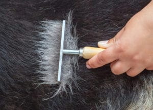 Grooming Dog with metal comb