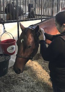 horse acupuncture work