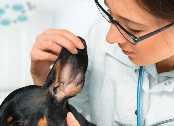 Best Dog Ear Infection Treatments