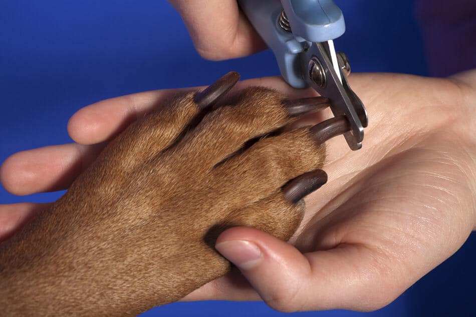 How to Trim a Dog’s Overgrown Nails - Banixx