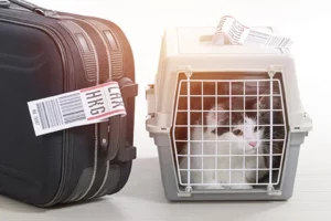 how to take a cat on a plane