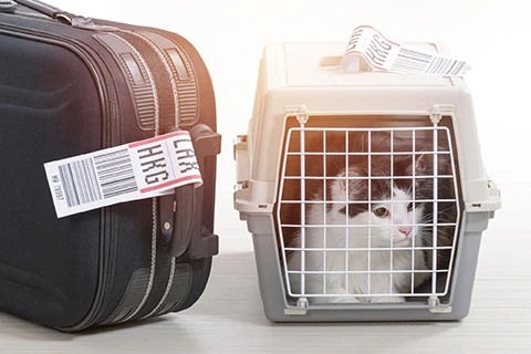 plane travel with a Cat