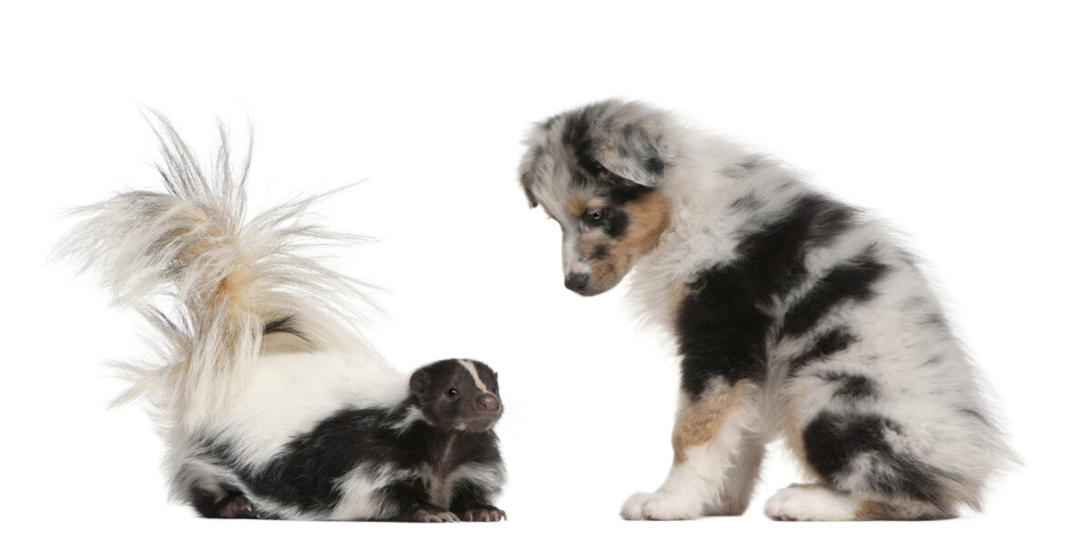 How to Get Rid of Skunk Smell in Dogs