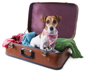 how to travel on a plane with a dog